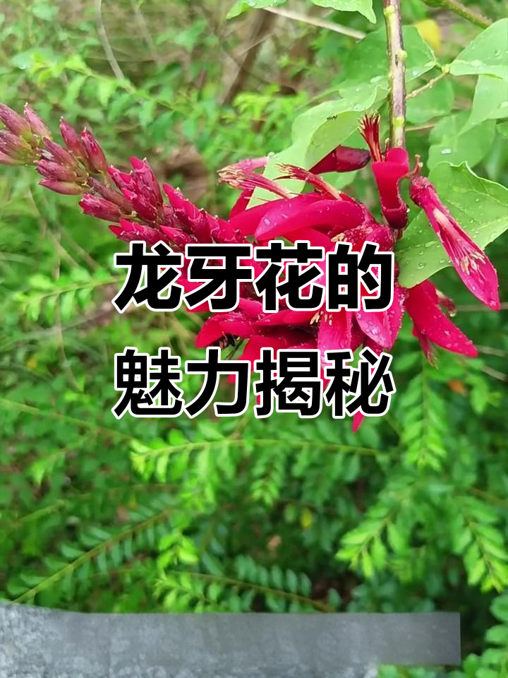 探秘龙牙花:神奇植物如何点燃生命之光