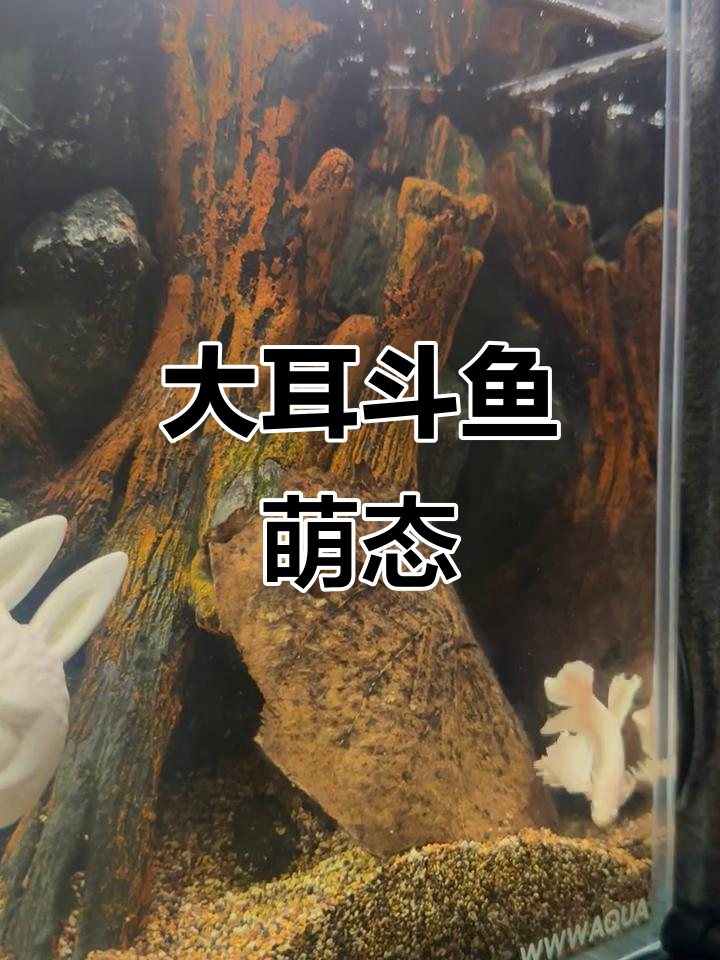 斗鱼大耳肥仔将军,萌态十足