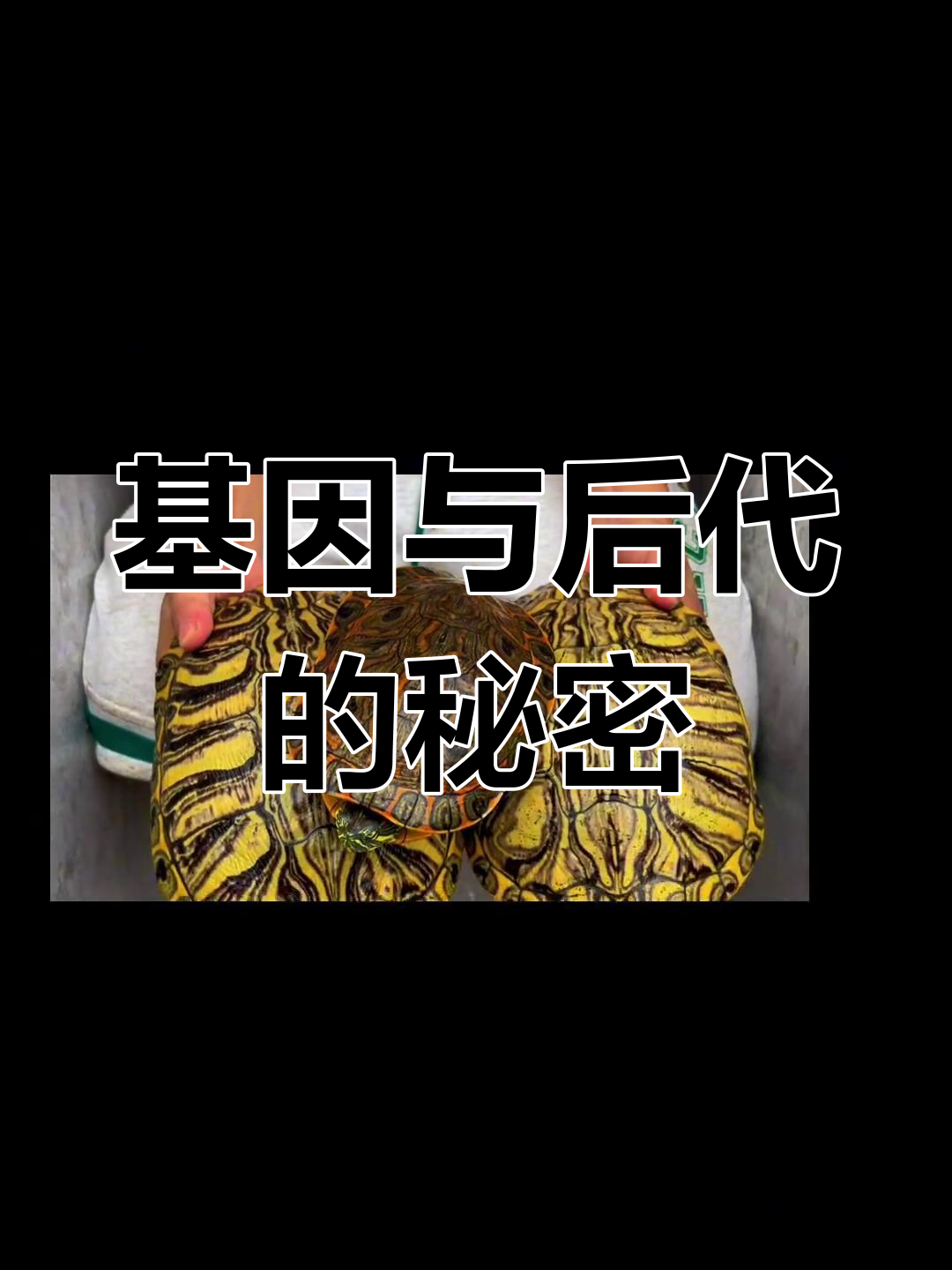 父母基因决定后代,大河与巴西龟的遗传工程揭秘