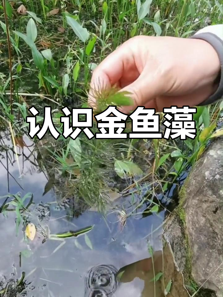 金鱼藻:被子植物还是藻类?