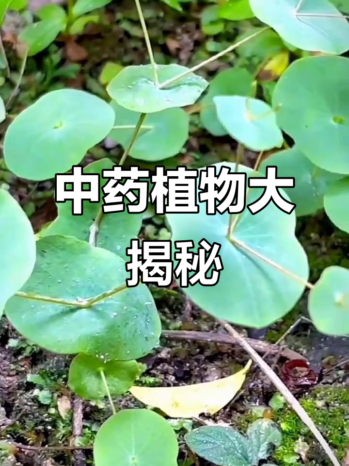 认识这些珍贵中草药植物,了解它们的功效与作用
