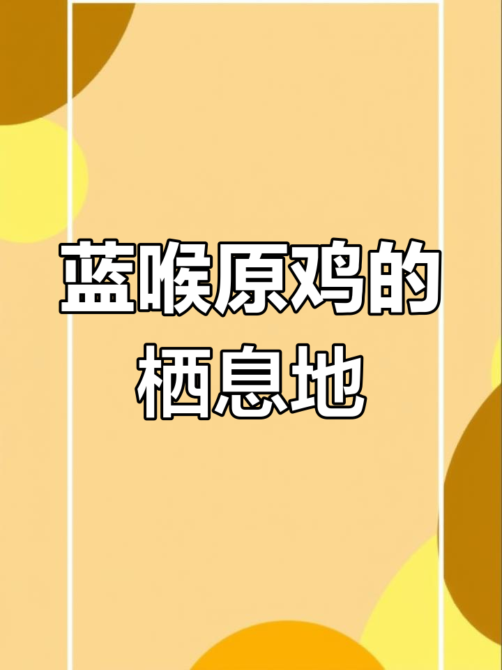 探秘蓝喉原鸡:热带雨林的飞行高手与独特巢穴