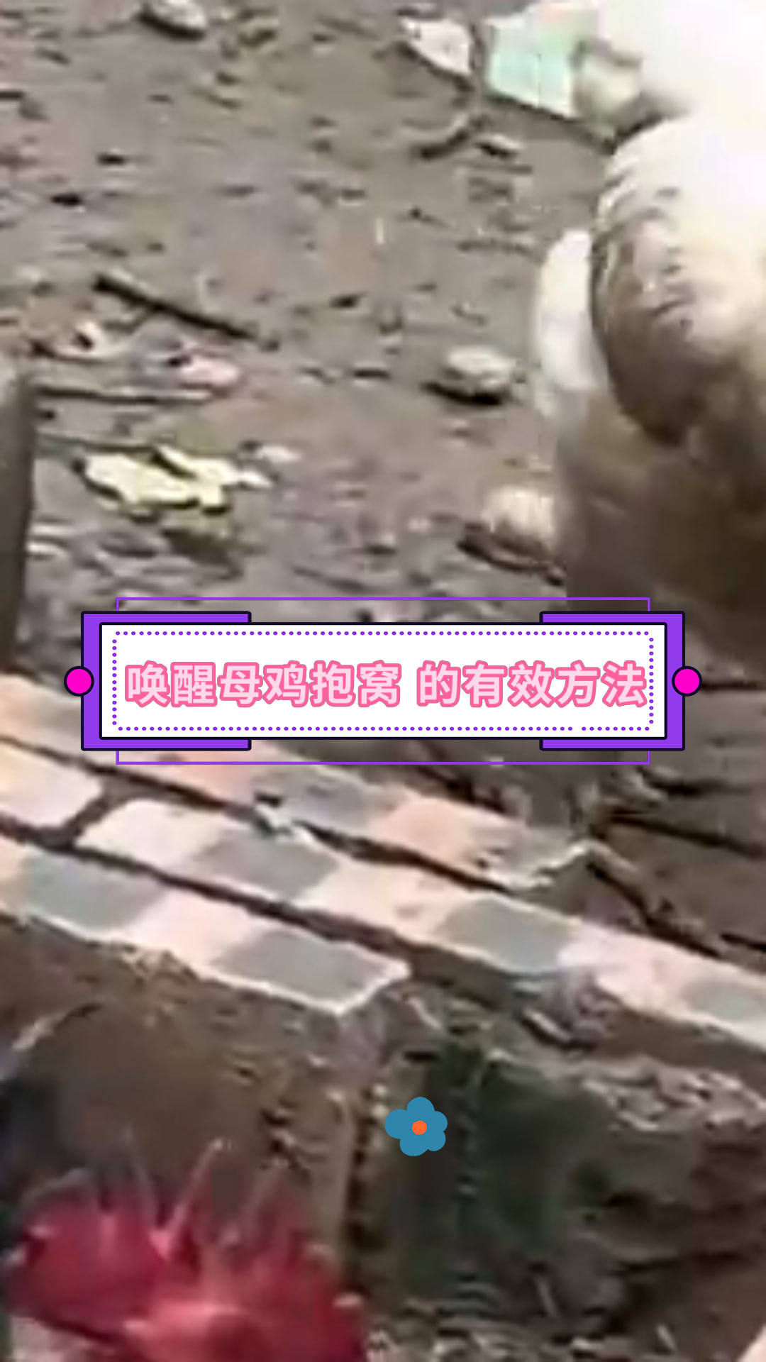 唤醒母鸡抱窝 的有效方法