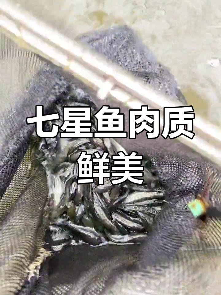 七星鱼苗:营养丰富,肉质鲜嫩的温性鱼类