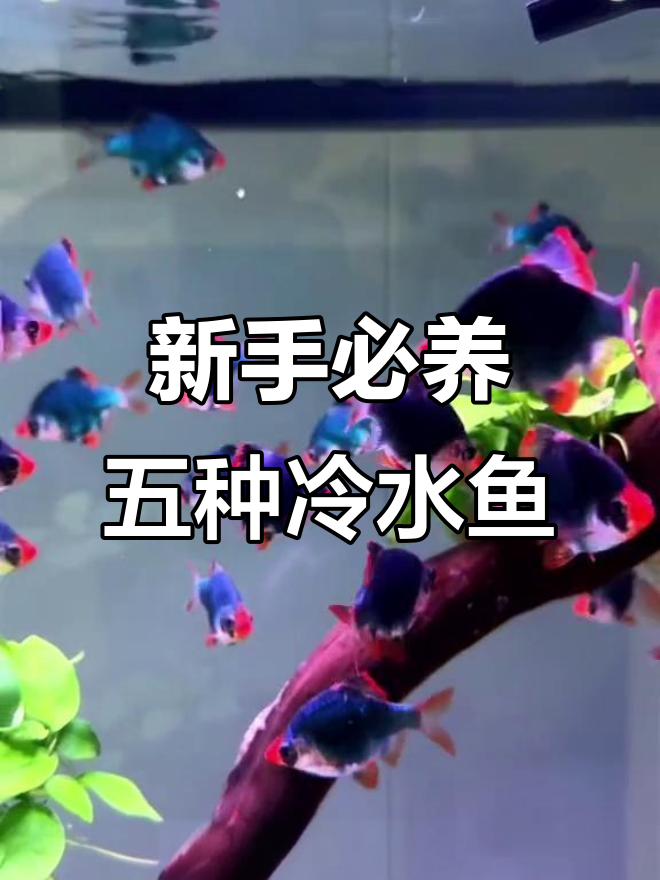 五种最适合新手养的冷水鱼,轻松上手不费力