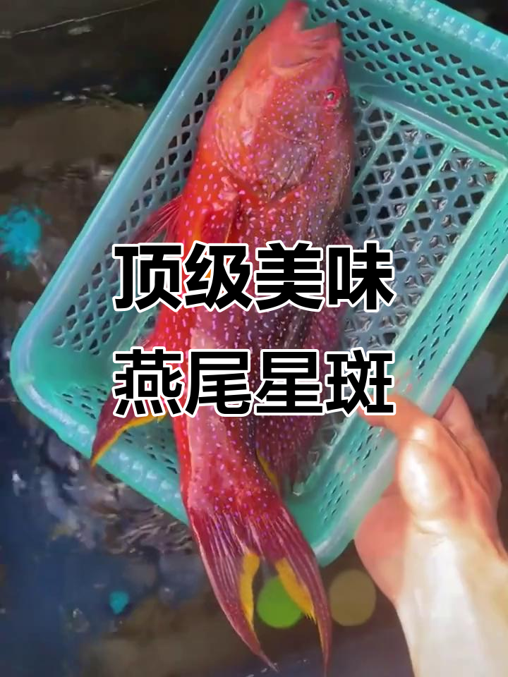 燕尾星斑，鲜美嫩滑，堪称顶级食材