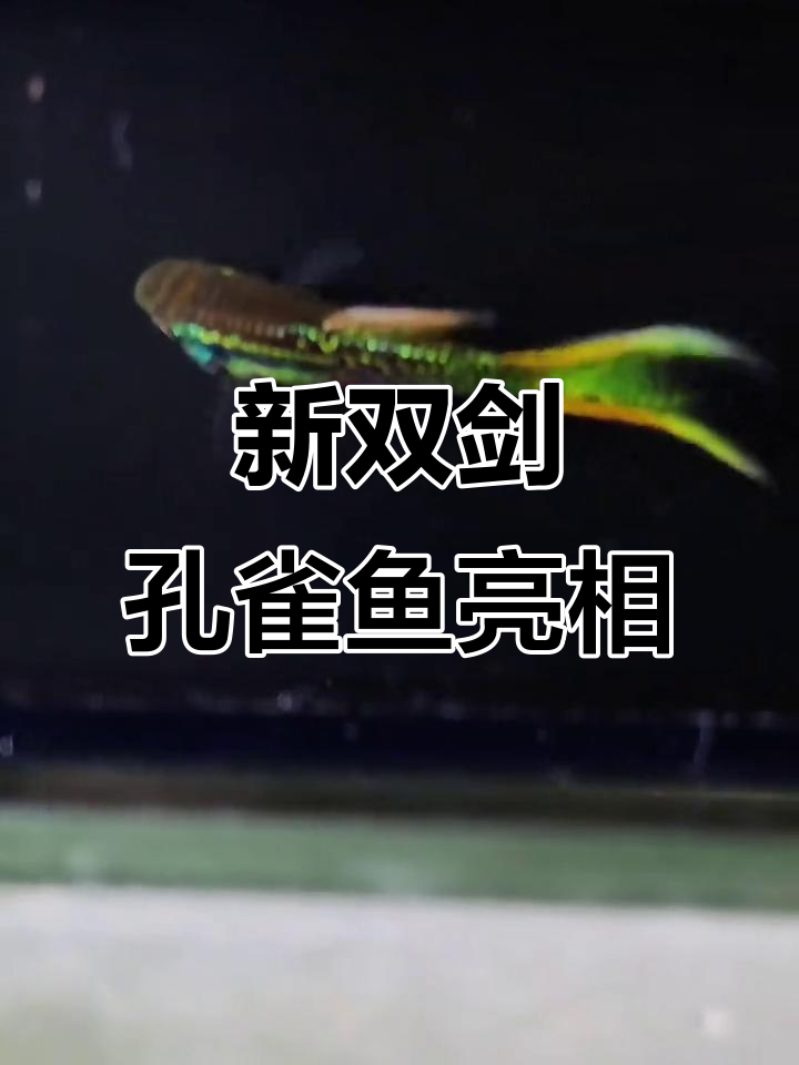 双剑孔雀鱼新品种,黑线白金蛇纹基因大揭秘