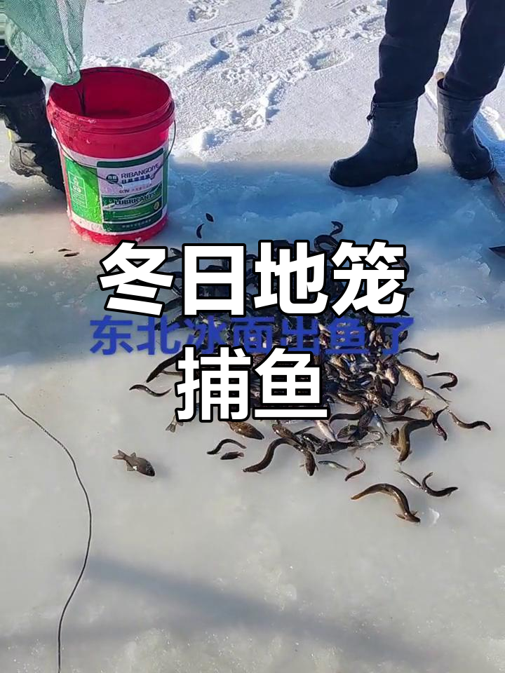 冬季冰上捕鱼,鱼儿满满