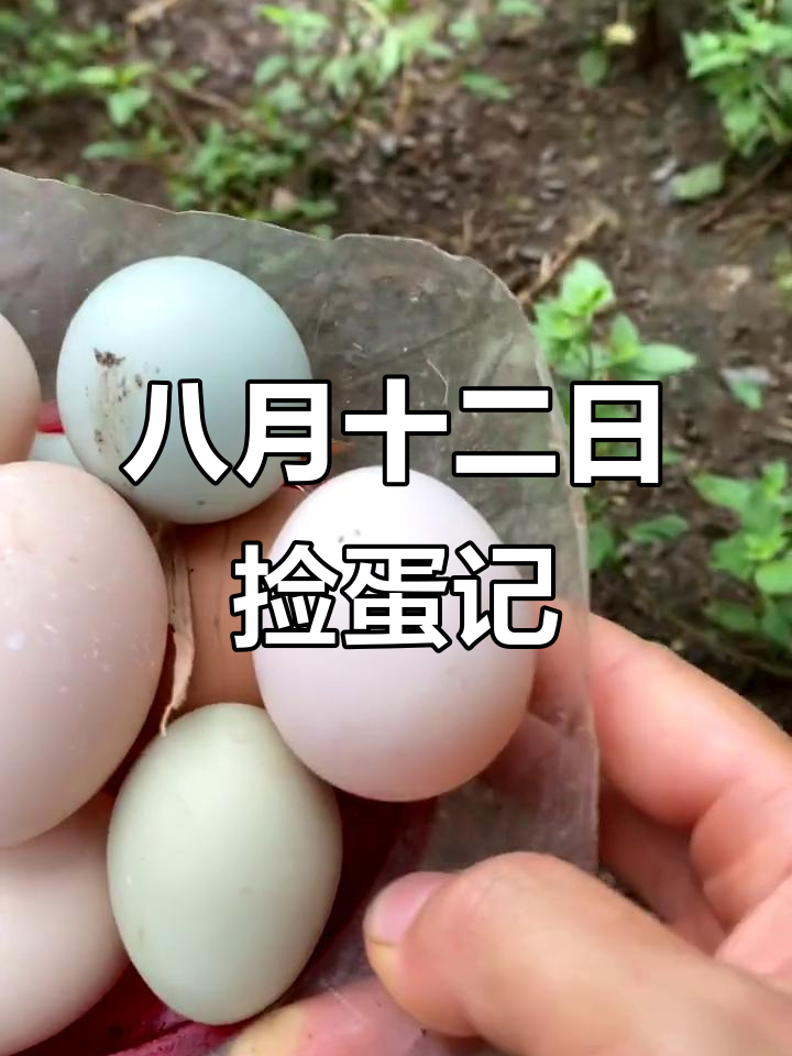捡蛋之旅：从绿色抒琴到海南威，八颗鸡蛋收入囊中
