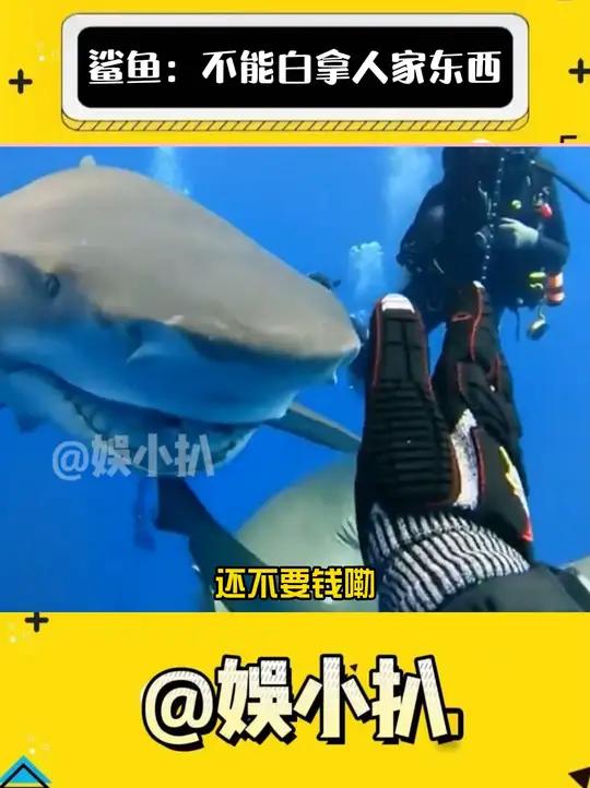 鲨鱼:白吃白喝就是爽