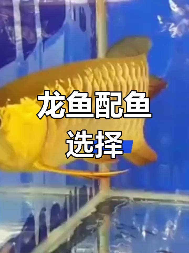 龙鱼混养推荐:适合搭配的观赏鱼