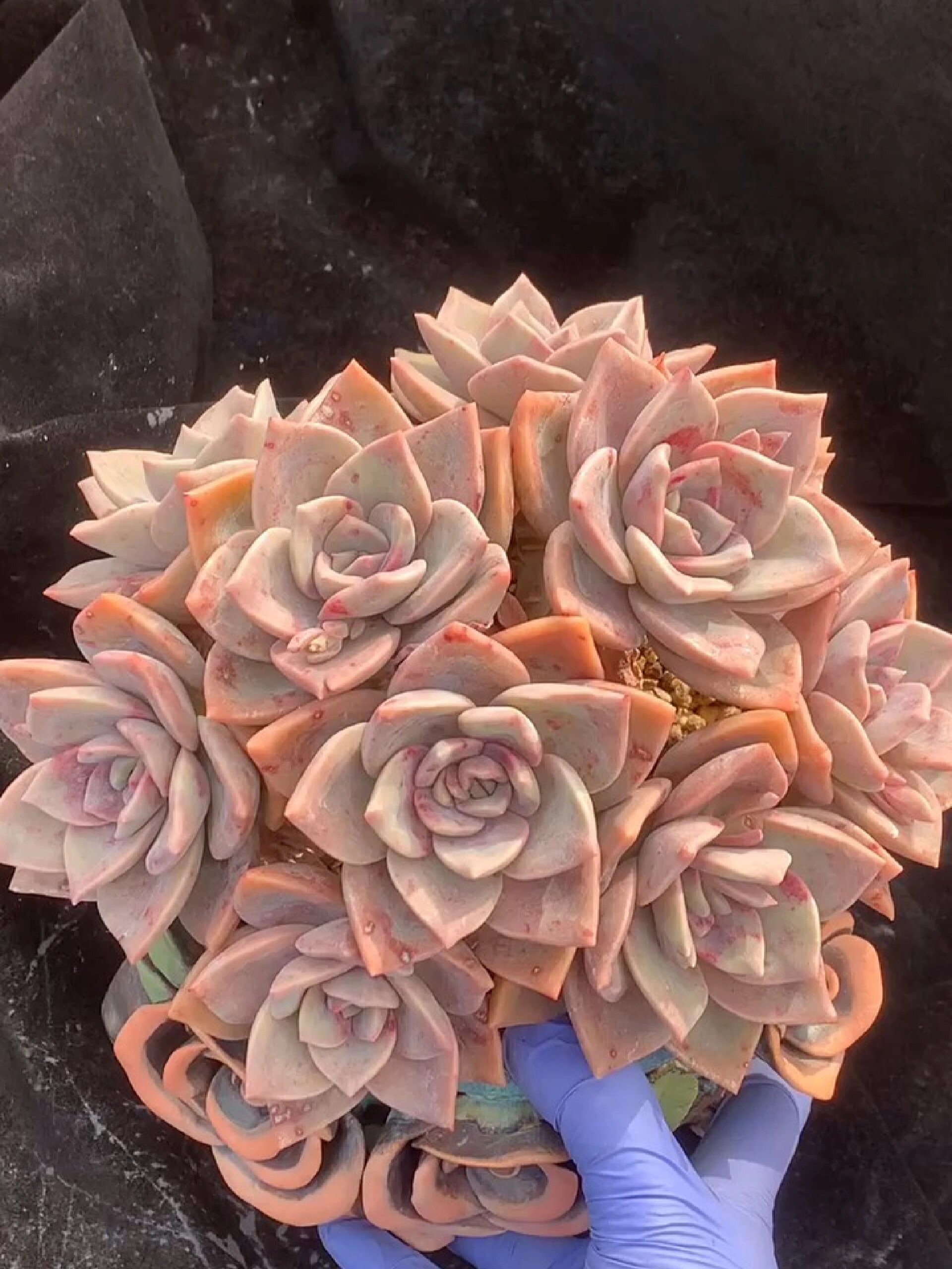 一天认识一种多肉第三十七天——旭鹤