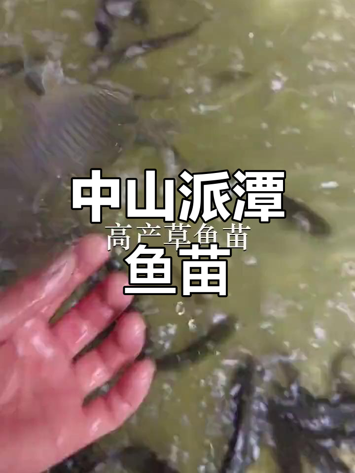广州派潭、中山大涌鱼苗场供应草鱼苗,深圳放生鱼苗