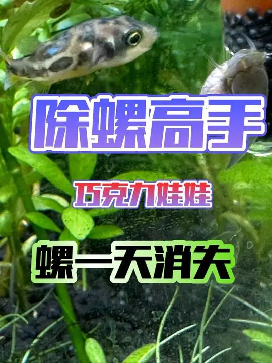 除螺高手巧克力娃娃 巧克力娃娃是上午入缸的,螺是下午在鱼缸消失的。巧克力娃娃除螺真厉害