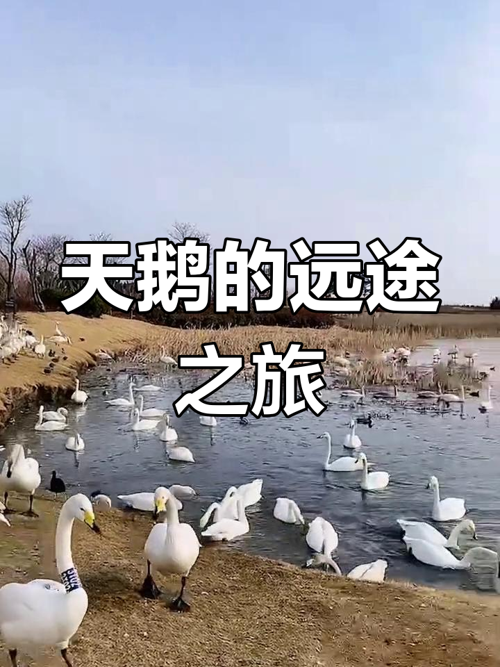 大天鹅每年迁徙数千公里,飞行如此遥远,真是令人惊叹