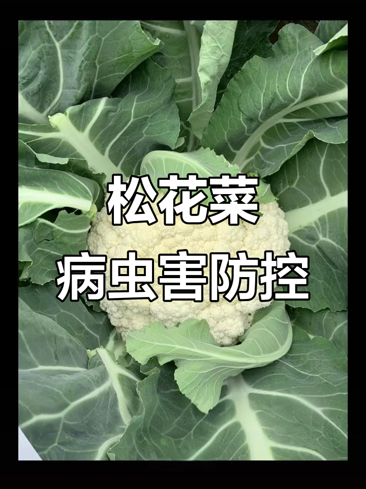 花椰菜常见病害与虫害防治技巧