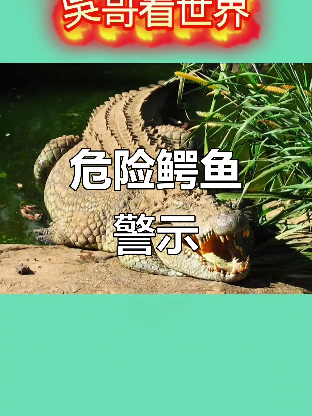 野外遇险!这些鳄鱼凶猛至极,一旦咬住后果不堪设想