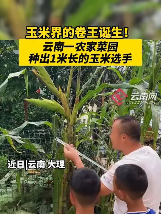 玉米界的卷王诞生！云南一农家菜园，种出 1 米长的玉米选手~