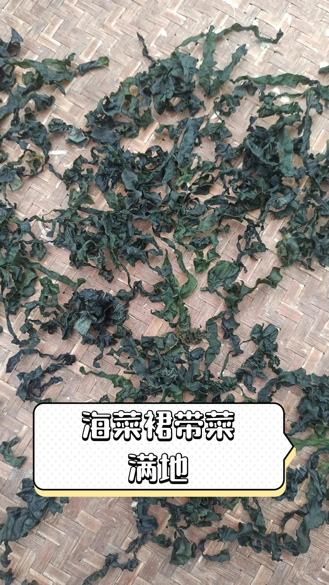 海菜裙带菜满地