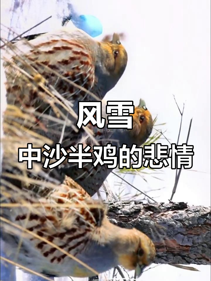 暴风雪中的沙半鸡,悲壮又沧桑