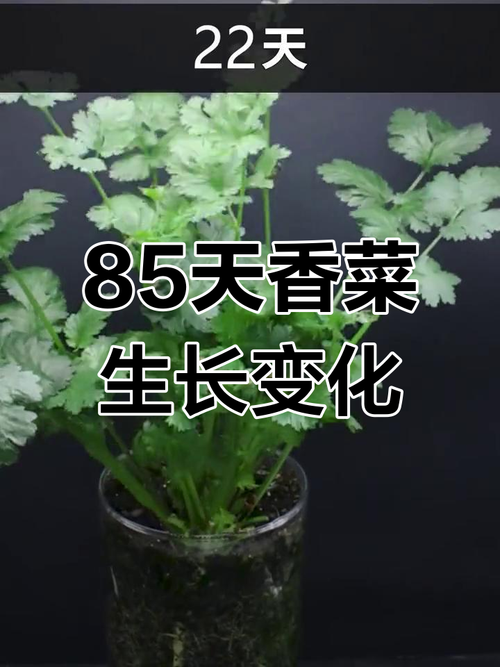 香菜从种子到开花的全过程