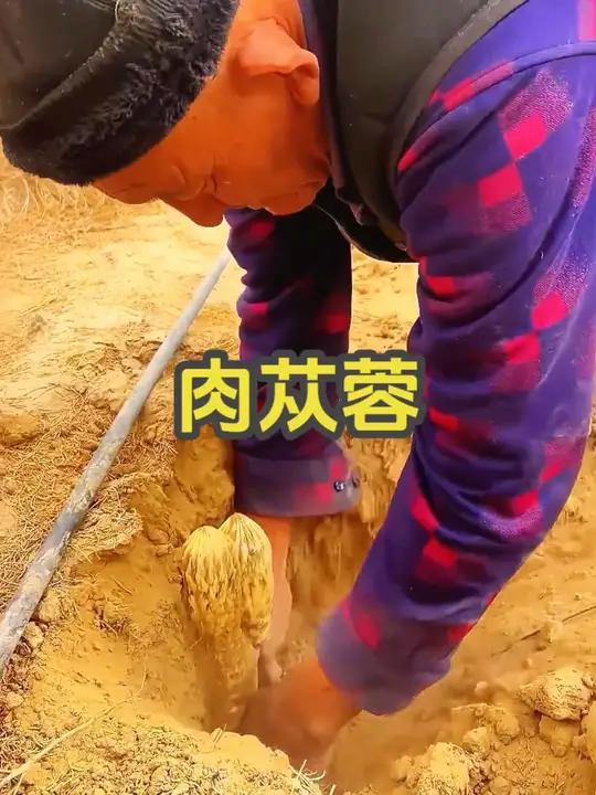 肉苁蓉，一种寄生在其他植物根部的珍贵药材！肉苁蓉