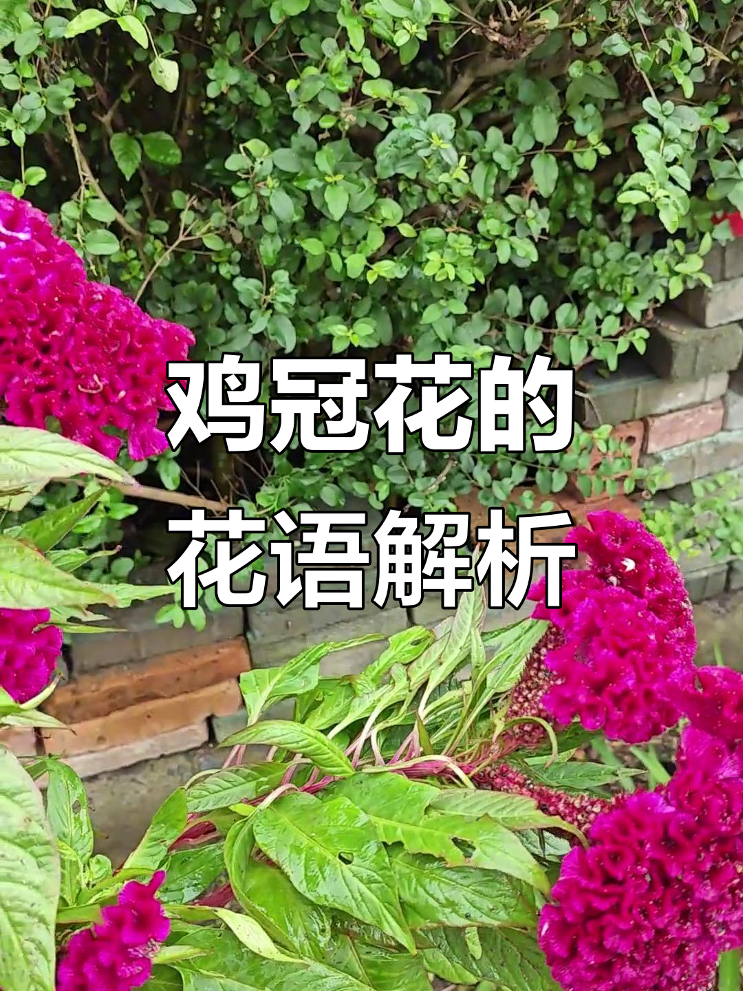 彻底无语!鸡冠花花语背后的秘密