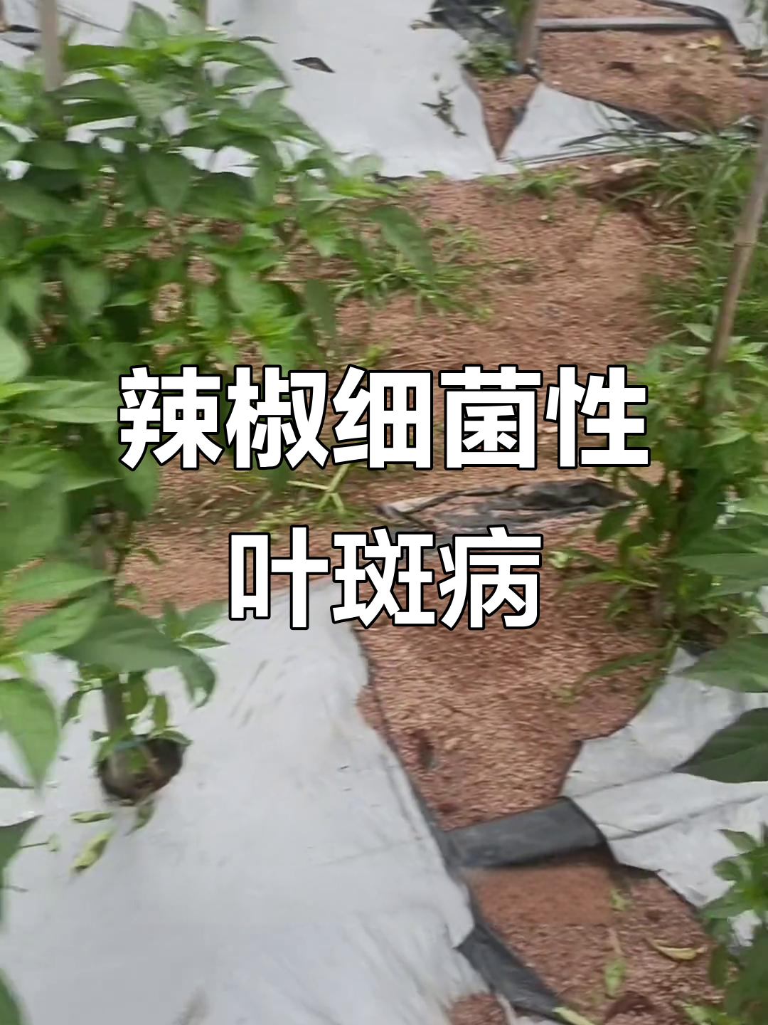 辣椒细菌性叶斑病症状与防治方法