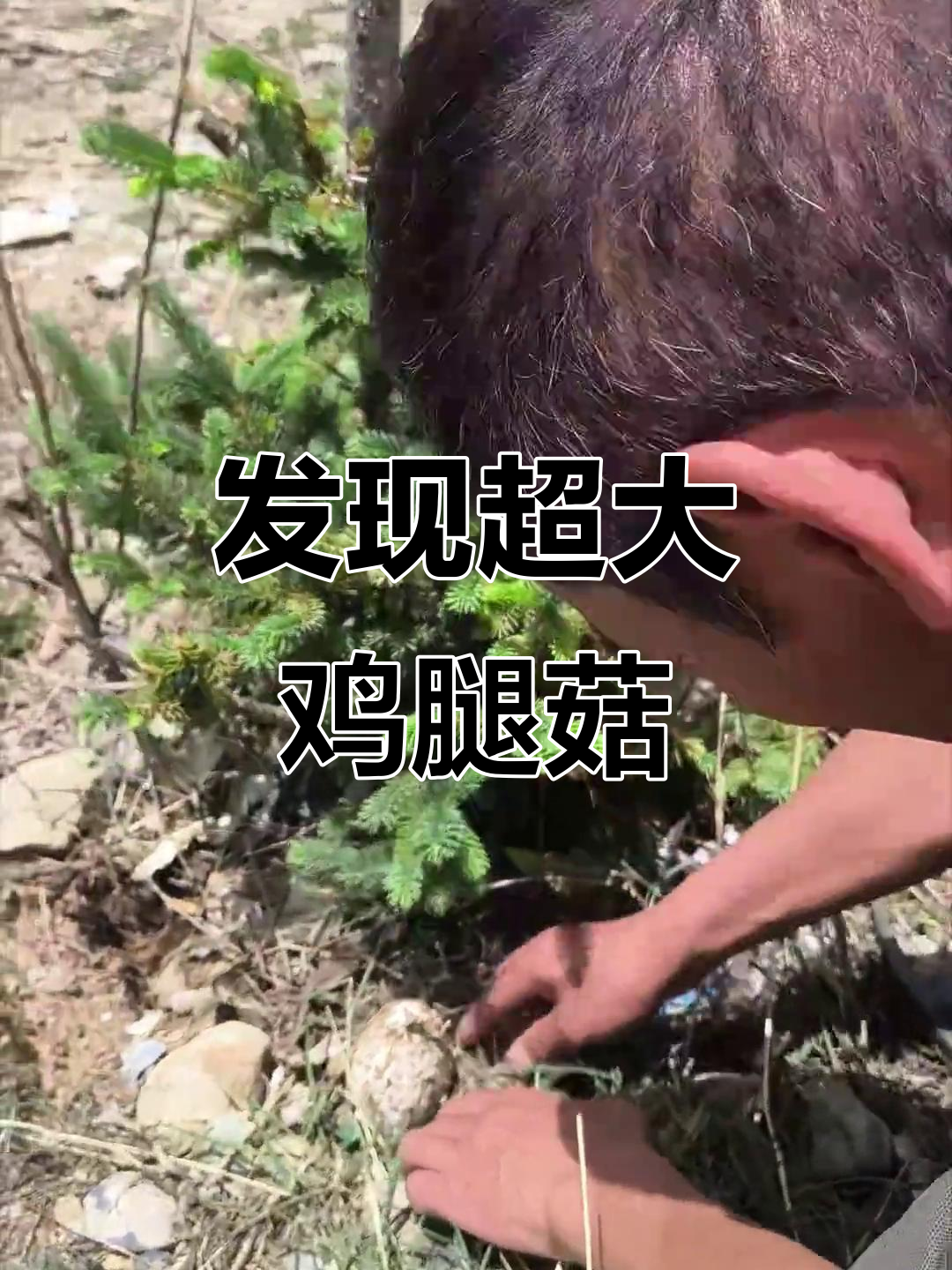 草笼洞中发现巨大鸡腿菇,长得太夸张了!