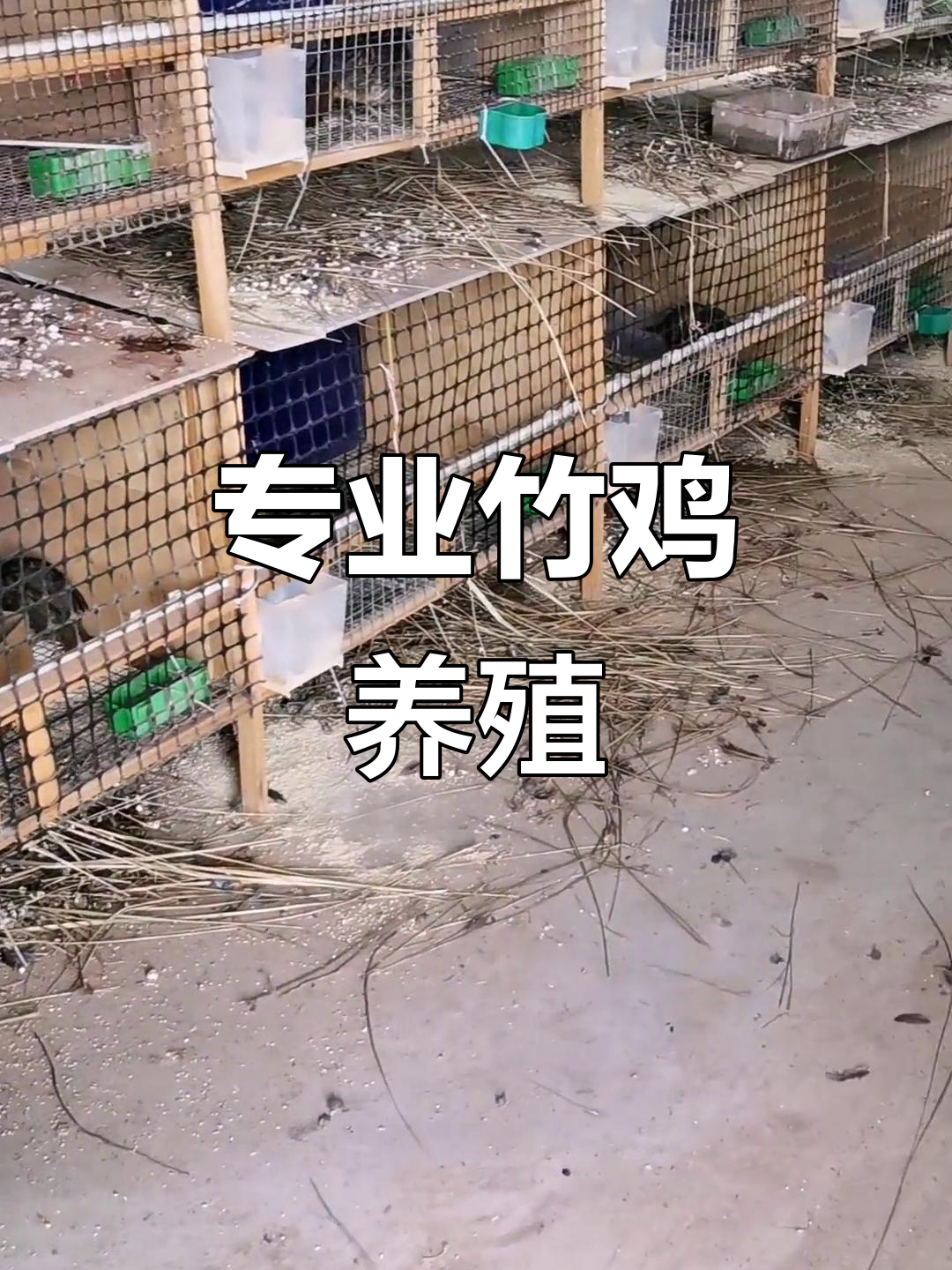 竹鸡养殖，专业的人做专业的事