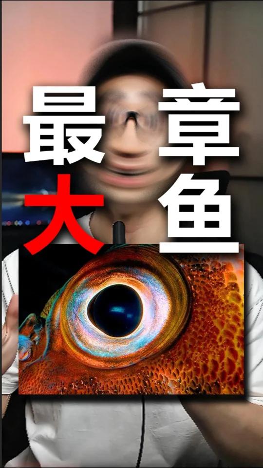 世界上最大的章鱼有多大?