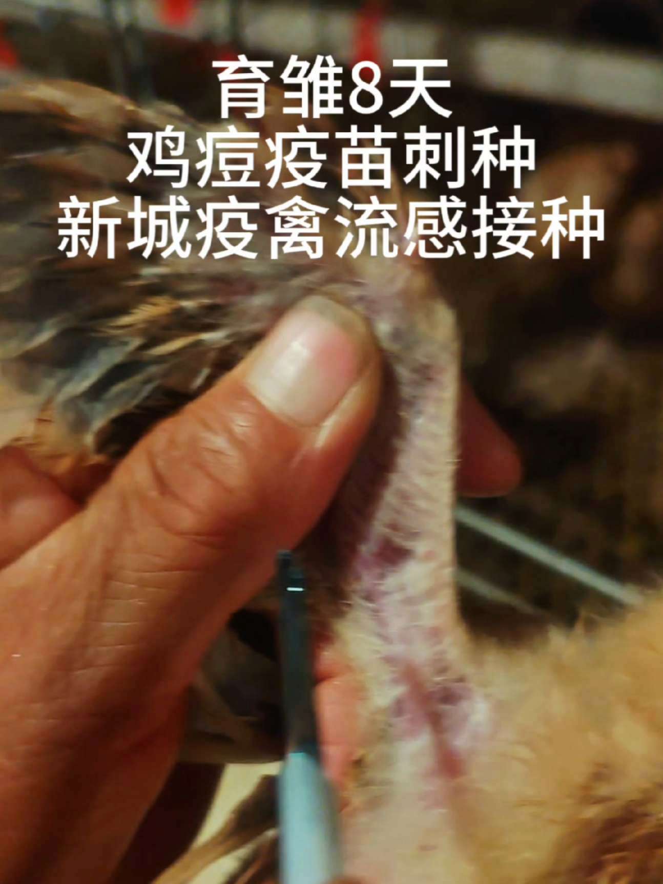 小鸡育雏管理,疫苗接种,预防为主,科学管理 育雏 科学养鸡 养鸡知识