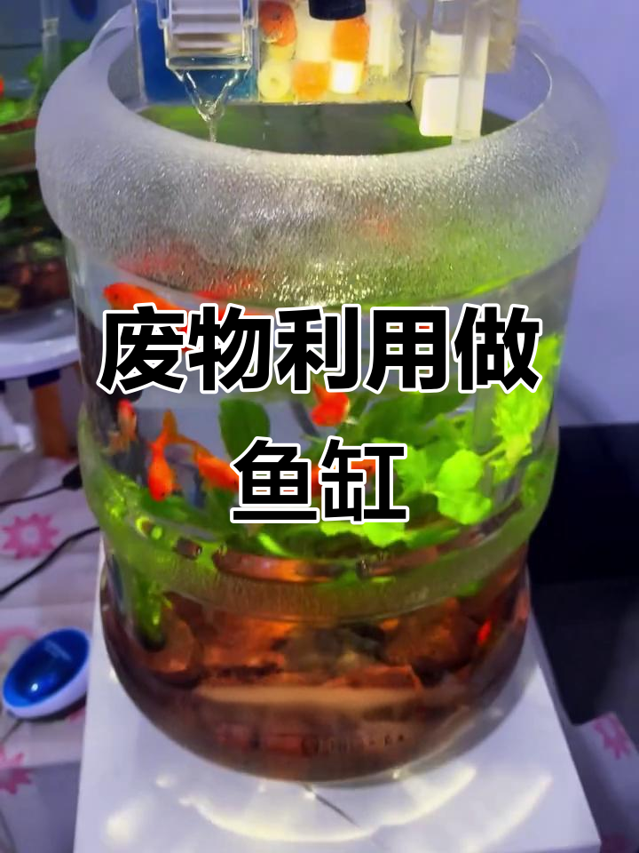 用废旧水桶打造生态鱼缸，简单又治愈！