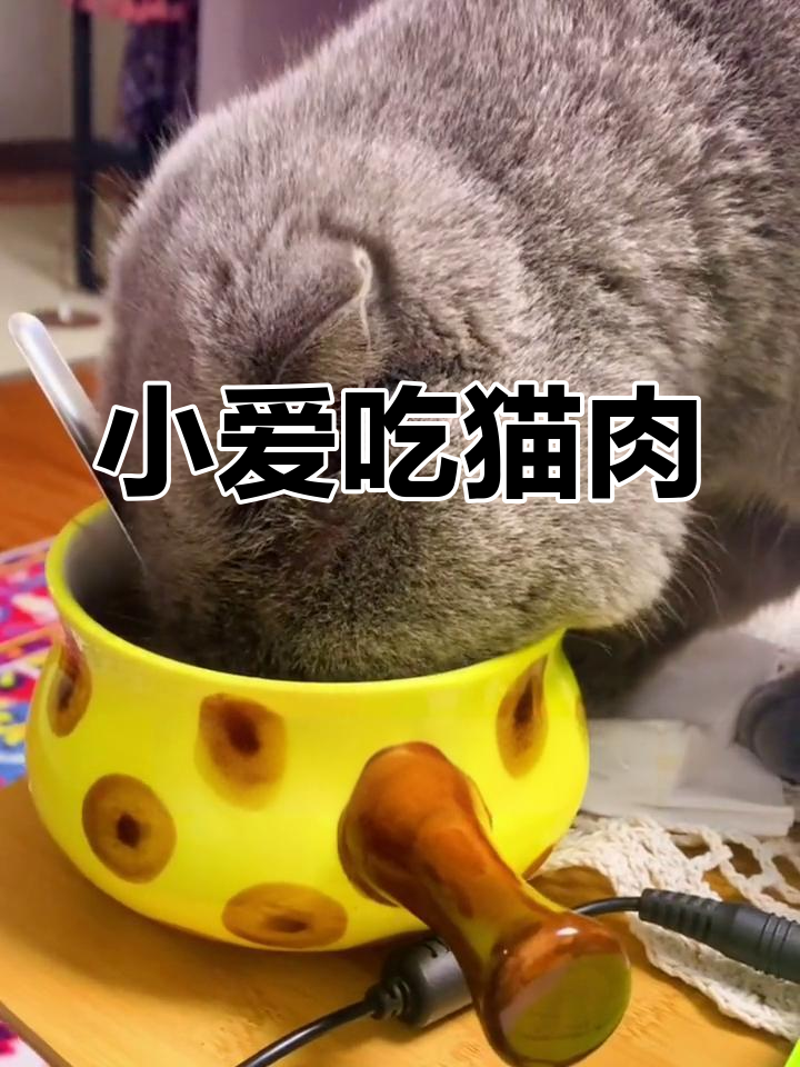 猫肉怎么做?小爱教你做几道美味菜