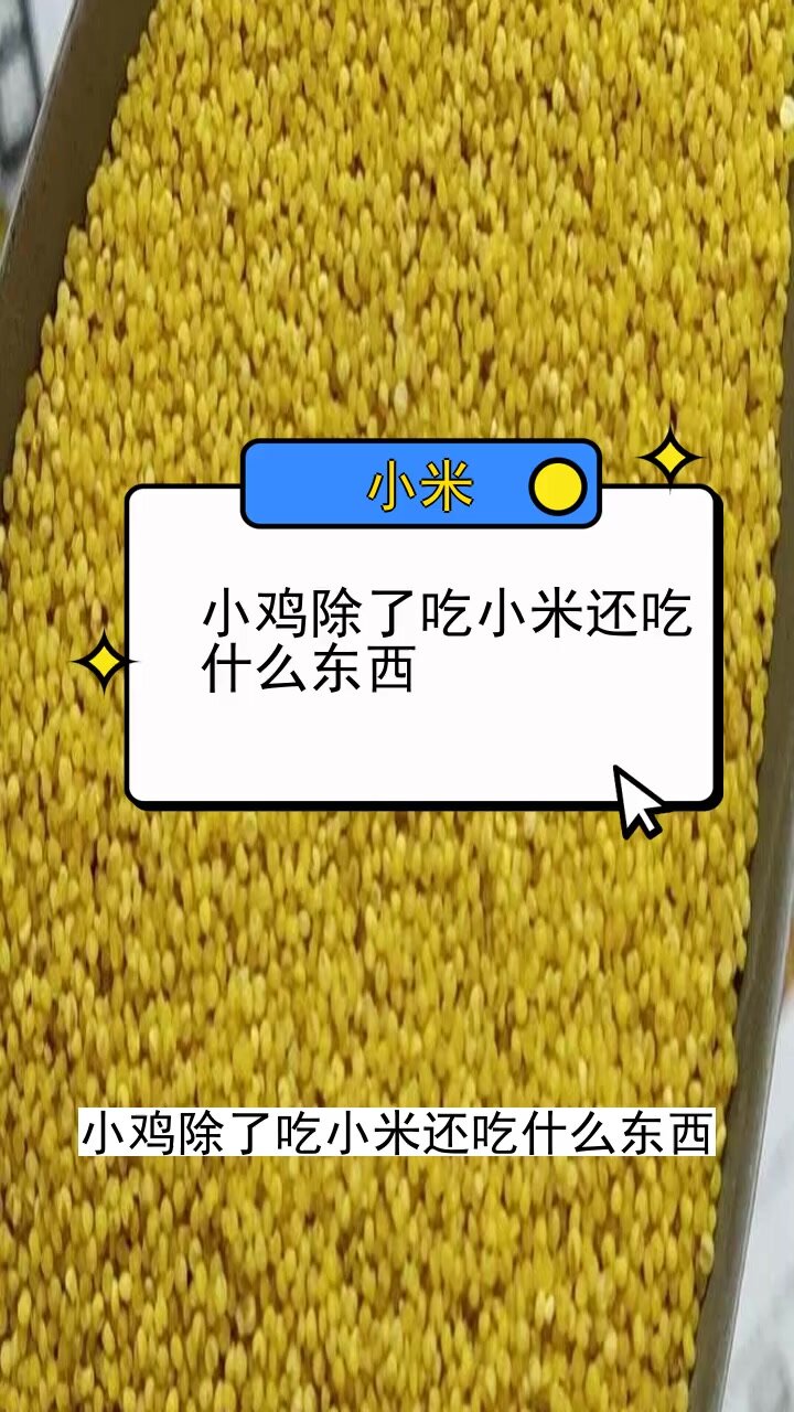 小鸡除了吃小米还吃什么东西
