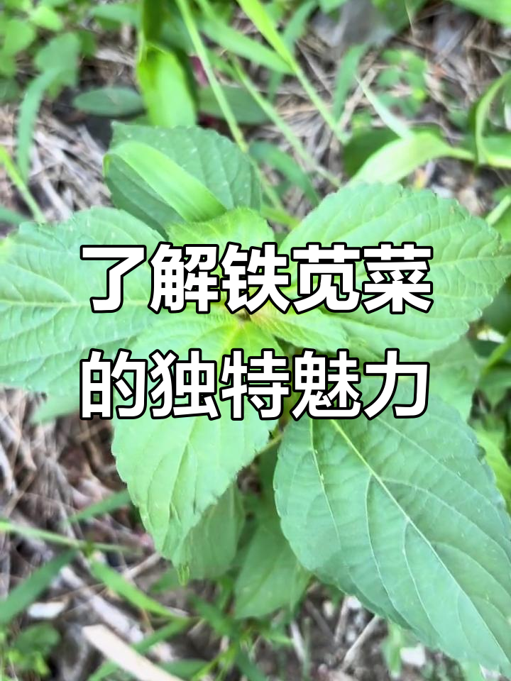 铁苋菜:一年生草本植物,食用与药用两不误