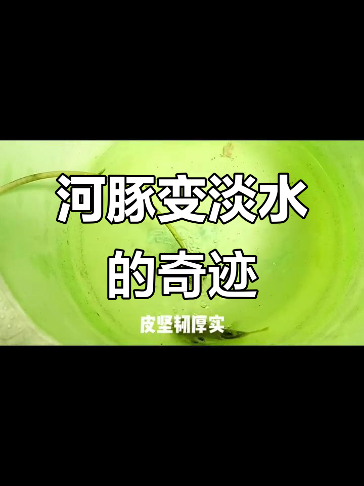 河豚淡水化成功,了解海洋生物的奇妙变化