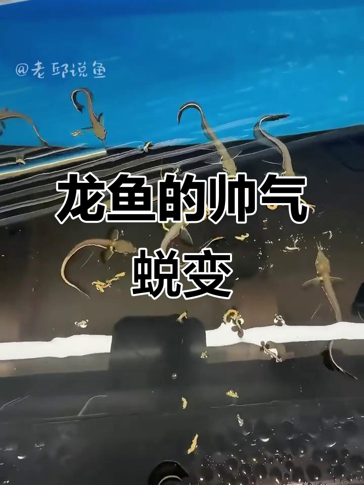 黑带龙鱼成长记,越来越帅了!