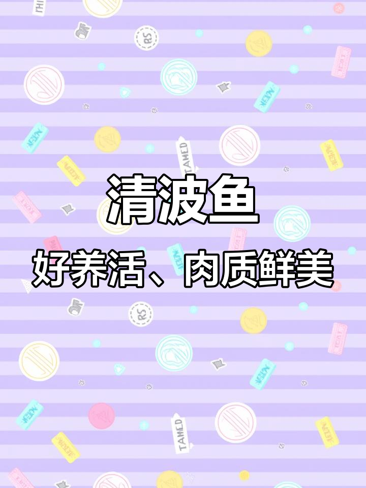 清波鱼养殖优势明显,价格高但存活率高