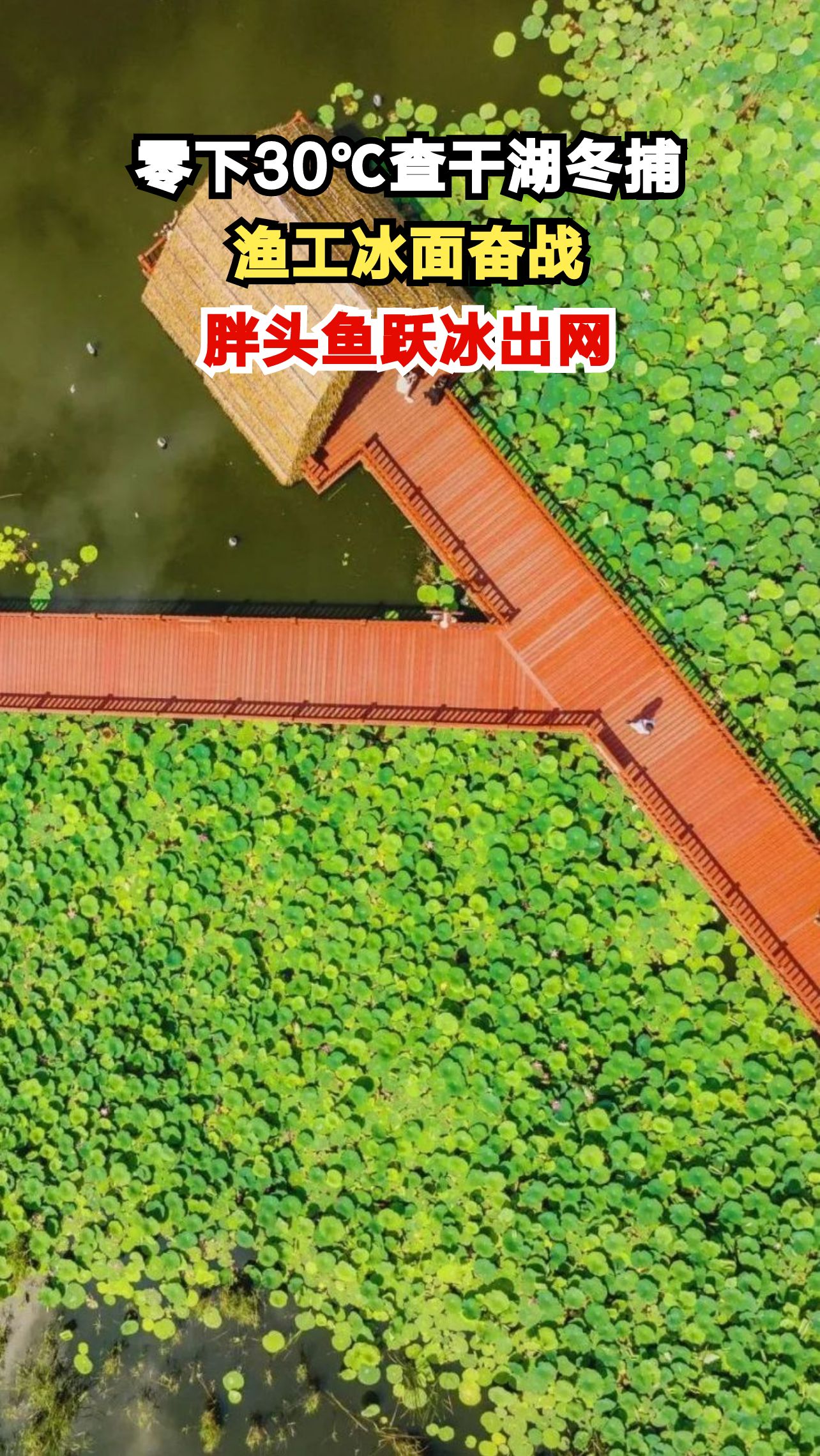 零下30℃的查干湖冬捕现场,渔工们如何在冰面奋战?胖头鱼跃出冰面的瞬间太震撼!