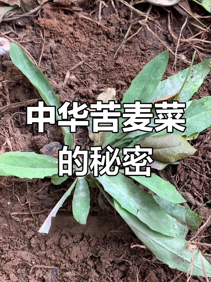 中华苦荬菜:春季的败火良药,你尝过吗?