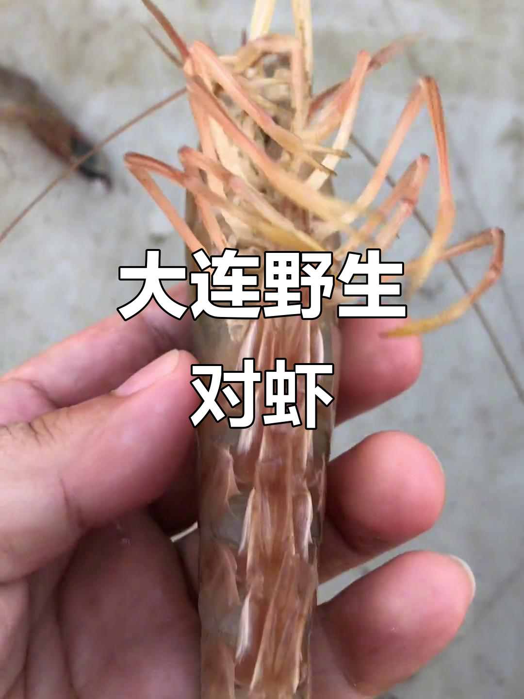 野生大虾新鲜出炉,大连海鲜美味不容错过