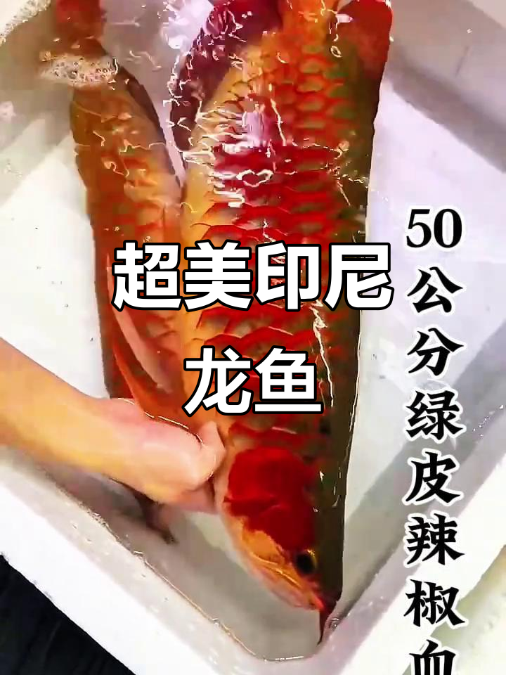 印尼超雄龙鱼展示,六排框表现惊艳