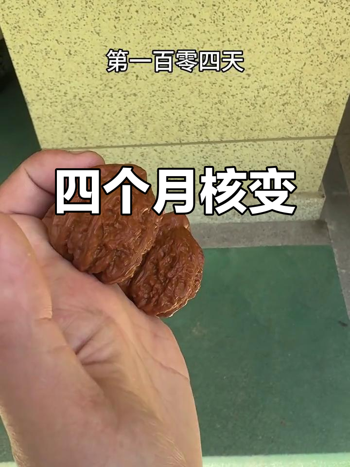 赤龙鸡心核桃四个月变化,效果惊人
