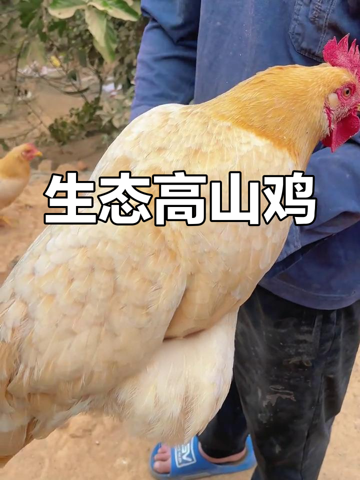 高海拔山林散养鸡,180天自然喂养