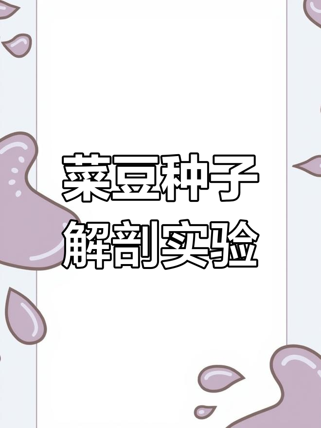 菜豆种子结构观察实验,操作步骤全解析