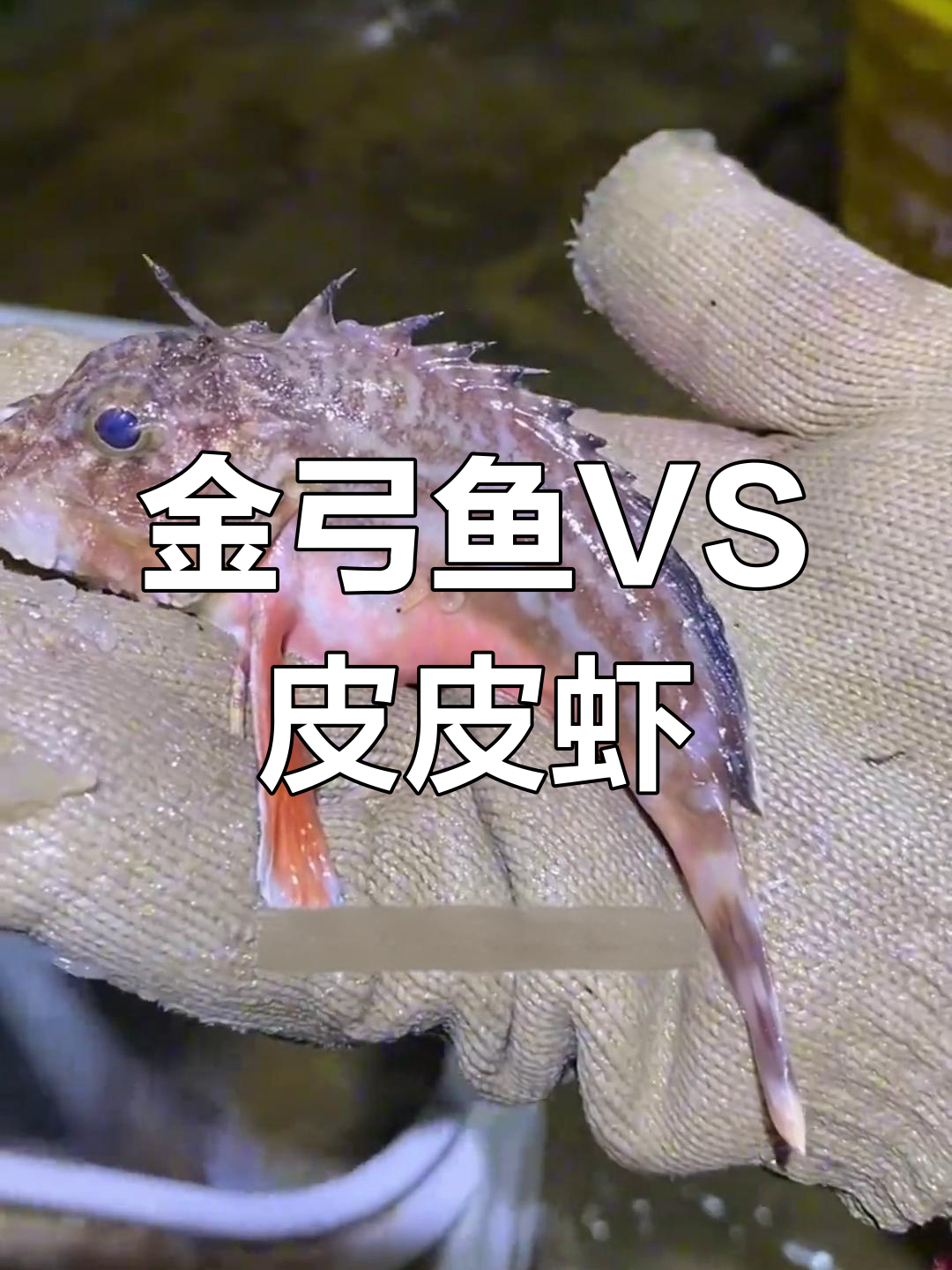 鱼群大乱斗,金弓鱼与皮皮虾的激烈对决