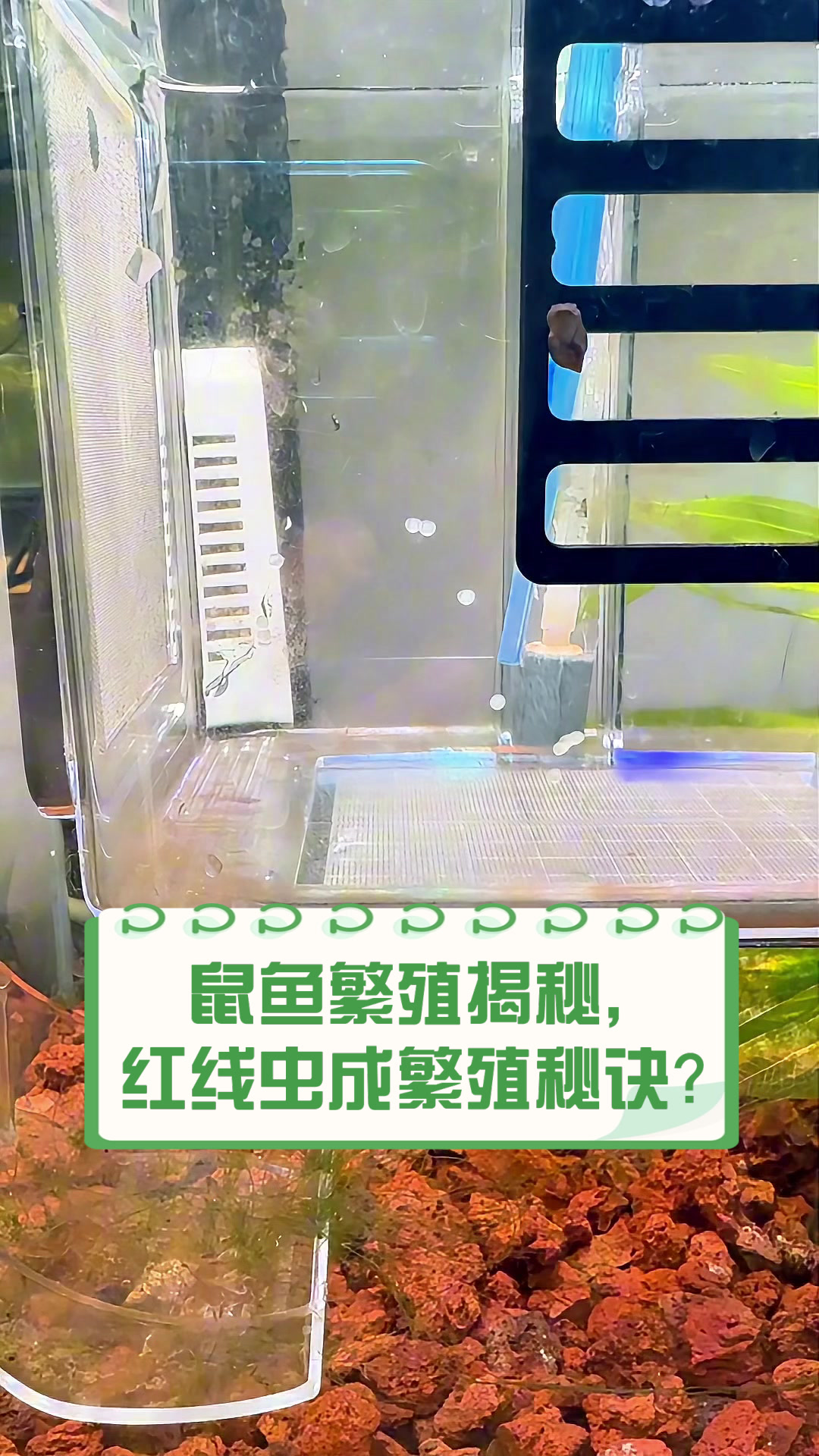 鼠鱼繁殖揭秘,红线虫成繁殖秘诀?