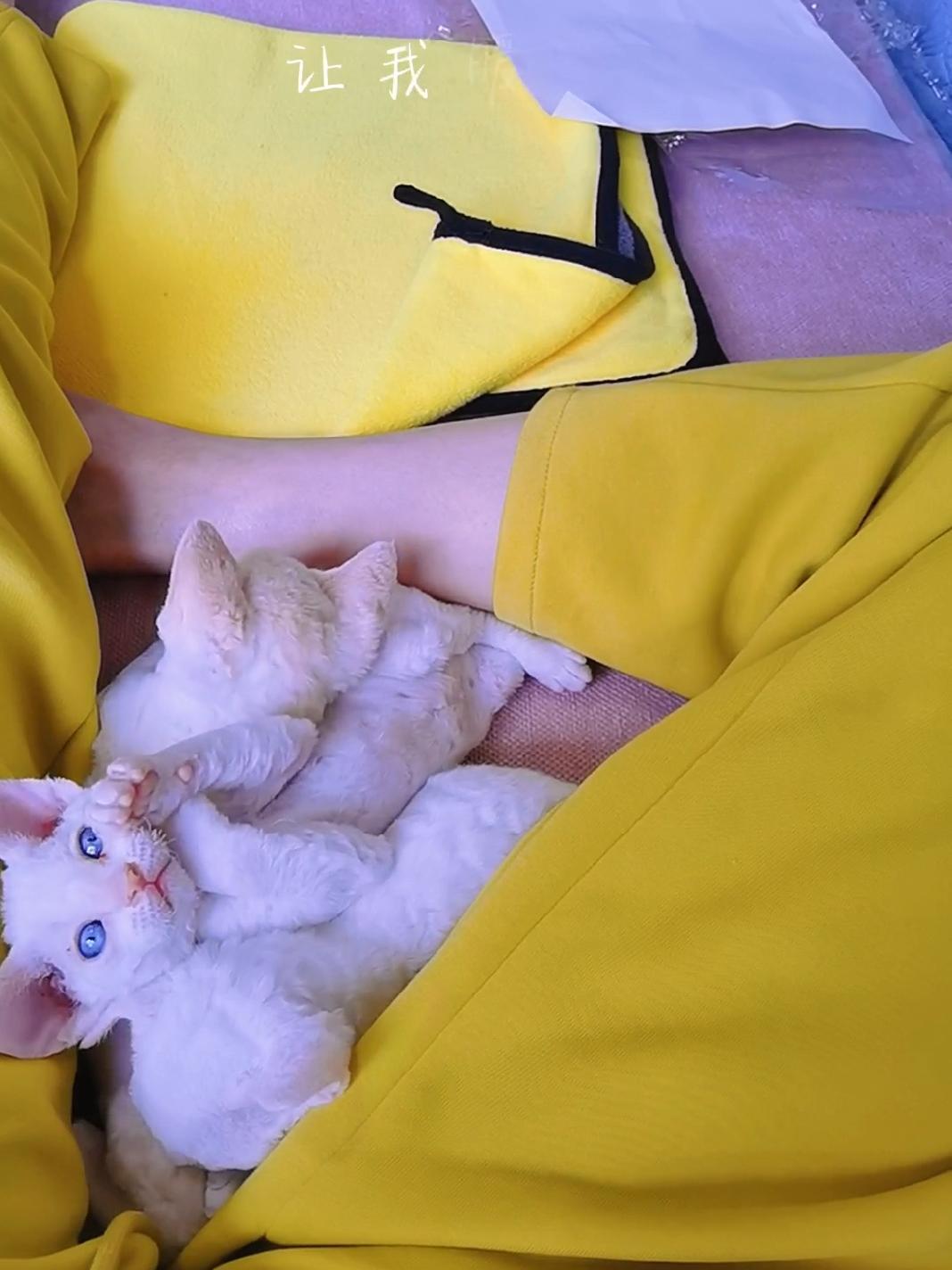 德文卷毛猫 抖in萌宠计划 小奶猫的成长日记 又是被小猫可爱到的一天 被你赞过的朋友圈,叫