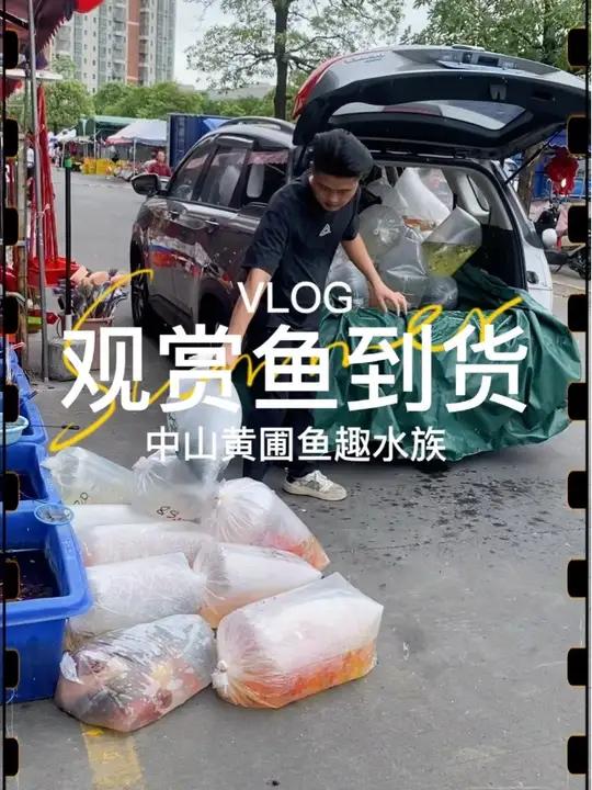 水族店的回货日常,快来看看都有什么鱼